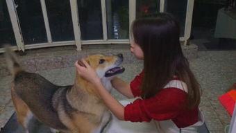 娱乐吃瓜酱阿姨卖小狗,娱乐吃瓜酱背后的温馨故事